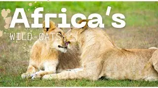 Big Cats to Small Hunters: Africa&rsquo;s Wild Feline Kingdom