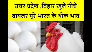 Broiler Poultry Bazaar Bhav | Broiler Rates | Today broiler Price- 30-1-2018
