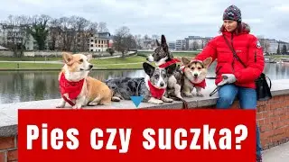 Pies czy suczka, czyli odwieczny dylemat. W filmie obalam trochę mit&oacute;w