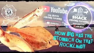How BIG was the stomach on that Rockling!? fishinguk wirral