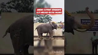 ambari elephant Abhimanyu gets weighed before Dasara #mysoredasara2025 #mysorepalace