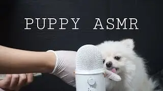 *귀르가즘 귀 핥아주는 소리* 강아지 ASMR 리얼사운드 먹방, Puppy ASMR Eating Sounds