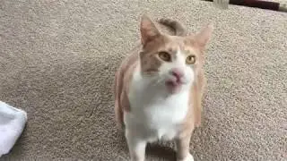 Orange white tabby play with violin bow