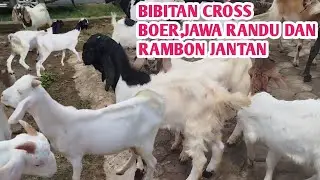 KAMBING BIBITAN CROSS BOER,JAWA RANDU DAN RAMBON JANTAN