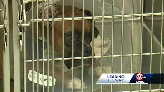 New app aims to help owners avoid pet surrender in times of crisis