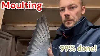 99% прошли линьку! 🕊️ Гоночные голуби выглядят потрясающе!