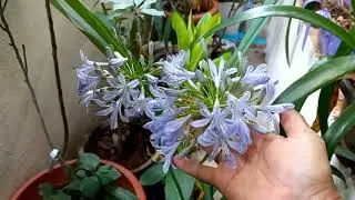 Agapanthus: Lily of the Nile, African Lily தமிழில்