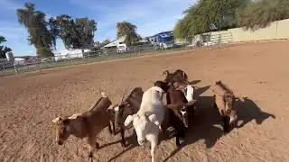 Am I Good Enough| Stockdog Training | PSR Stockdogs