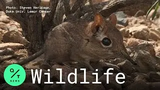 Elephant Shrew Species Rediscovered in Djibouti After 50 Years