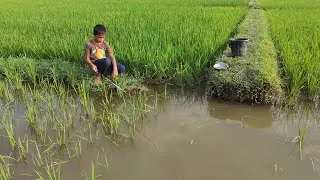 Big fish are being caught in village canal with hook and small fish bait | New Best Hook Fishing.