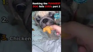 Ranking the funniest dog fails ever: part 2 🐶😂