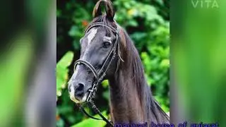 Marwari Stallion | Vanraj baugh | Gujarat |marwari_horse_of_gujarat|