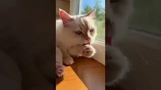 Kittens reaction when he first met his new fluffy friend #cats #cute #pets