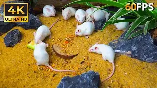 CAT TV: Mice Explore a Quiet Orchard of Fallen Fruit