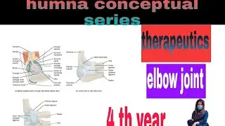 Elbow joint anatomy/Arthokinematics|Therapeutics|elbow joint hypo mobility |4th year