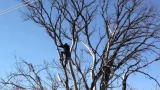 Ellis Choate Tree Removal. Video by Adam Johnson