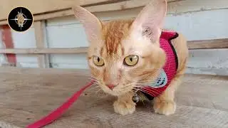DAILY LIFE OF CATS IN THE VILLAGE