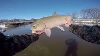 Buffalo on a jig!