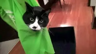 Who Let The Cat Into The Bag? Roodi!
