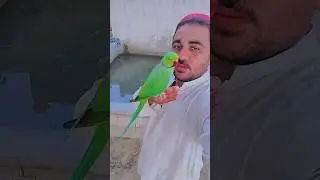 My Flying Parrot open Home #parrot #shorts