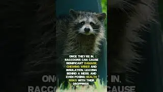 What attracts raccoons to your attic? - Best Way Animal Removal
