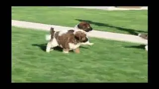 Saint Berdoodle Puppies For Sale
