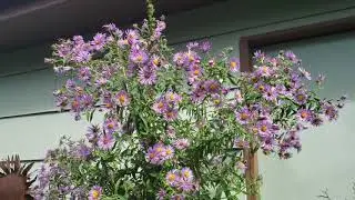 Native asters and goldenrods - beautiful and beneficial