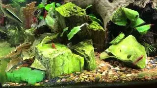 Aquarium Live! | ToddDoesIt Aquarium with DIY CO2 and Shrimp