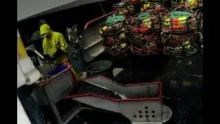 fastest crabbers alive