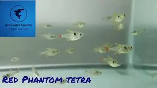 Red Phantom Tetra @ JNk GLOBAL AQUATICS
