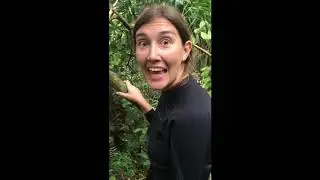 WANT Expeditions Mountain Gorillas in Bwindi Impenetrable Forest National Park