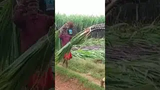பொங்கல் கரும்புஎன்றாலே பலேபலேருசிகரும்புண்ணா  அப்படிதான்இருக்கணும் வாங்கஇப்பயேவாங்குங்க@news 19tamil