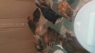 Golden Misri day 27 / small scale setup at home / karachi / desi chicks farming/ poultry farming khi