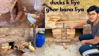 Ducks k liye ghar bana liya|How to make Duck&rsquo; s house #birds #vlog #pets #ducks #duck&rsquo;s house 