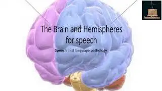 The Human Brain And Speech | Speech and Language Pathology