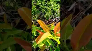 Forest Vegetable Search