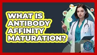 What Is Antibody Affinity Maturation? - All About the Immune System