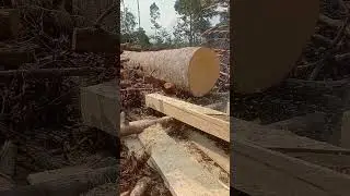 tangguh nya senso FALCAON