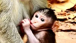 Cute Newborn Baby Monkey Jody! So Lovely | Nursing Milk Mother Full Milk!