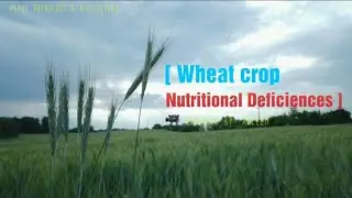 Wheat crop Nutritional Deficiences