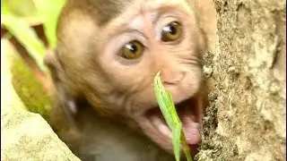 Baby David Monkey Crying and Screaming Loudly | Mother Leave Baby No Milk | Monkey Crying