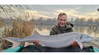 Sturgeon ( Viza ) and carp fishing with one of my YouTube subscriber at lake Szászpa. 2025.12.18-19.