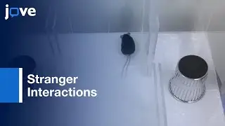 Social Behaviors And Stranger Interaction