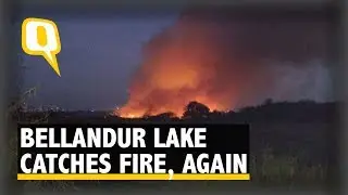 Army Called In to Help Douse Bellandur Lake Fire | The Quint