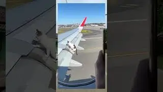 Милый кот на крыльях самолета