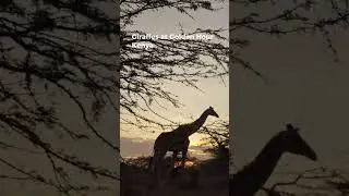 GIRAFFES AT GOLDEN HOUR | KENYA IN 4K ULTRA HD