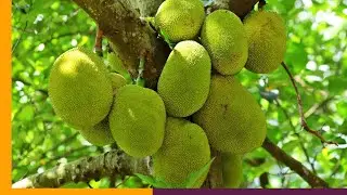 Jackfruit &ndash; The Ultimate Plant-Based Meat Alternative