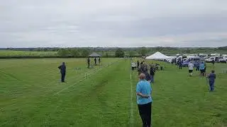 Heart Of England Pedigree Whippet Racing | Open (P2)