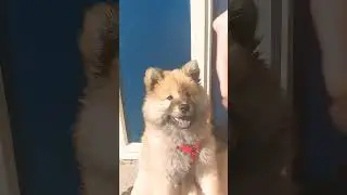 #eurasier#10 weeks❤️
