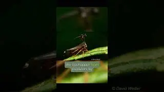 Nature's Futuristic Marvel: The Bizarre Beauty of the Brazilian Treehopper #shorts
